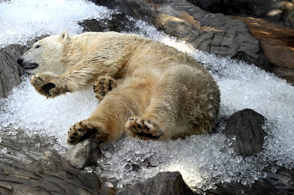 Lední medvědi v ZOO Praha se dočkají nového pavilonu