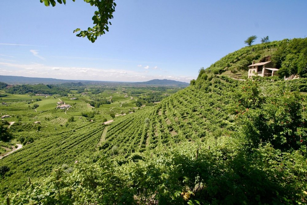 Kvalita šumivých vín s označením prosecco může být excelentní, ale taky dost mizerná. A právě to znepokojuje výrobce těch kvalitnějších. Některá severoitalská vinařství se proto rozhodla na svých lahvích raději označení prosecco vůbec neuvádět.