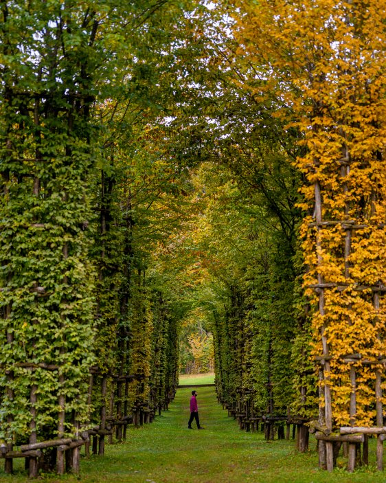 Nejslavnější dílo galerie Cattedrale Vegetale