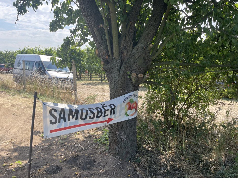 V okolí Slaného letos sucho neúprosně dopadá na pěstitele, mimo jiné rodinu Polívkovu, známou tamními ovocnými sady. Přesto samosběr běží naplno. V pátek vyhlásili samosběr meruněk v sadech Slaný–Drnov