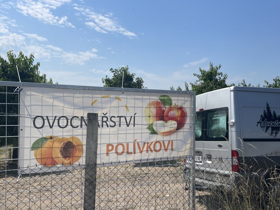 V okolí Slaného letos sucho neúprosně dopadá na pěstitele, mimo jiné rodinu Polívkovu, známou tamními ovocnými sady. Přesto samosběr běží naplno. V pátek vyhlásili samosběr meruněk v sadech Slaný–Drnov