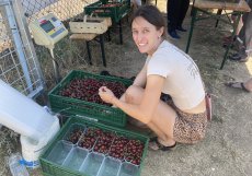V okolí Slaného letos sucho neúprosně dopadá na pěstitele, mimo jiné rodinu Polívkovu, známou tamními ovocnými sady. Přesto samosběr běží naplno. V pátek vyhlásili samosběr meruněk v sadech Slaný–Drnov
