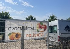 V okolí Slaného letos sucho neúprosně dopadá na pěstitele, mimo jiné rodinu Polívkovu, známou tamními ovocnými sady. Přesto samosběr běží naplno. V pátek vyhlásili samosběr meruněk v sadech Slaný–Drnov