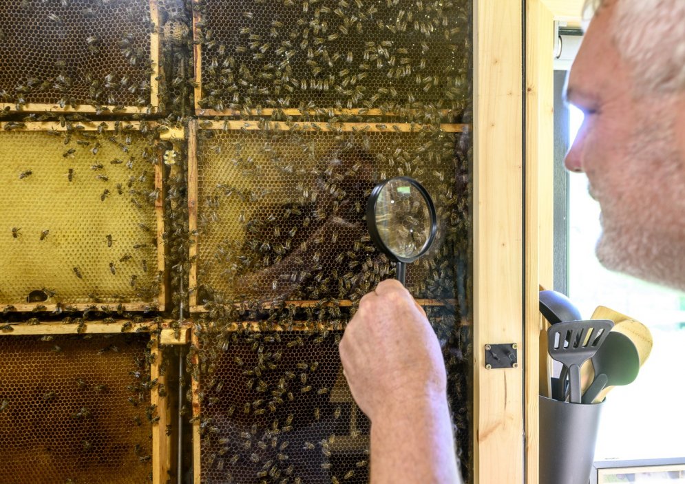 V Krušných horách u Chomutova lze spát v maringotce na včelách s výhledem do úlu