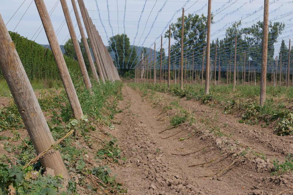 Sucha jsou stále běžnější, proto farmářům pomáhají moderní technologie