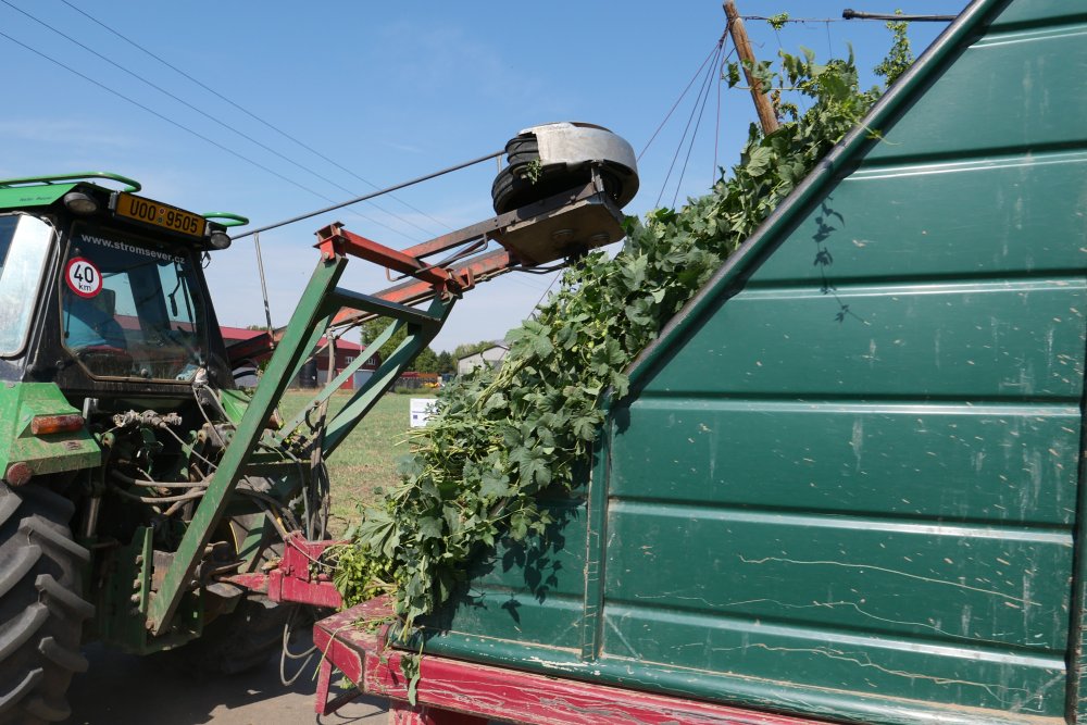 No co byly dříve třeba stovky brigádníků, to dnes zvládne česací stroj
