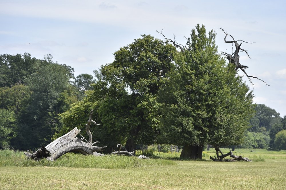 Lužní lesy na soutoku Moravy a Dyje zůstávají chráněnou krajinnou oblastí
