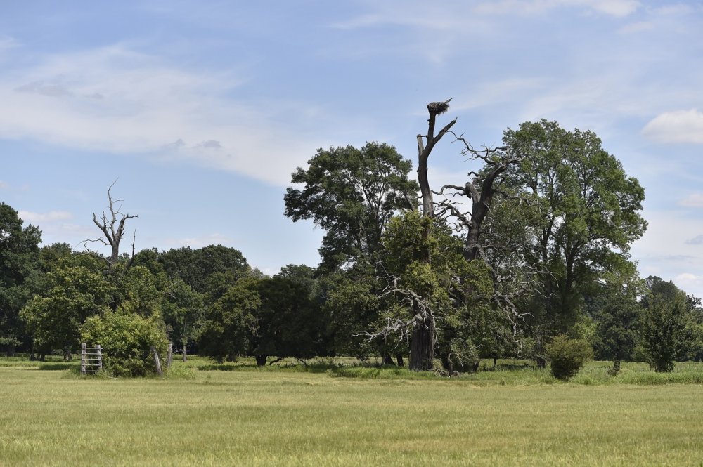 Lužní lesy na soutoku Moravy a Dyje zůstávají chráněnou krajinnou oblastí