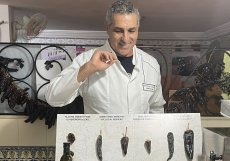 Výrobě harrisy a workshopům s ní spojených se věnuje i Imed Attig. Imed je tuniský podnikatel a historik z města Nabeul, který je známý jako spoluzakladatel společnosti Terroirs de Tunisie, která se specializuje na řemeslnou výrobu tradiční harissy.