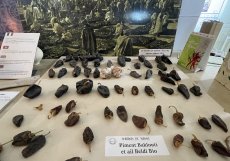 Sušené papriky z nichž se harrisa vyrábí