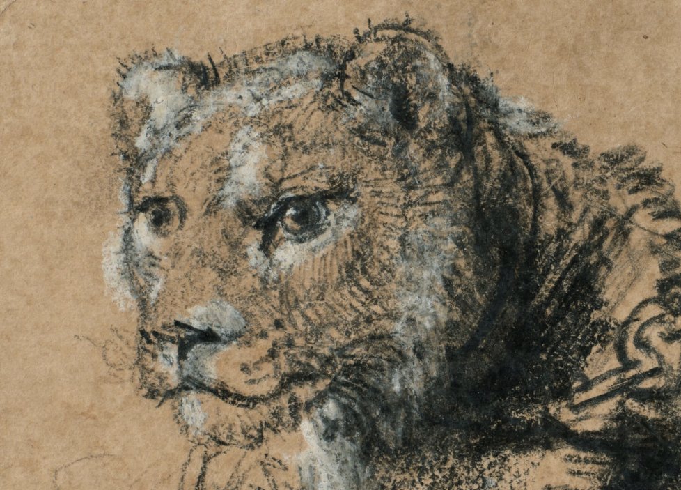 Detail tváře