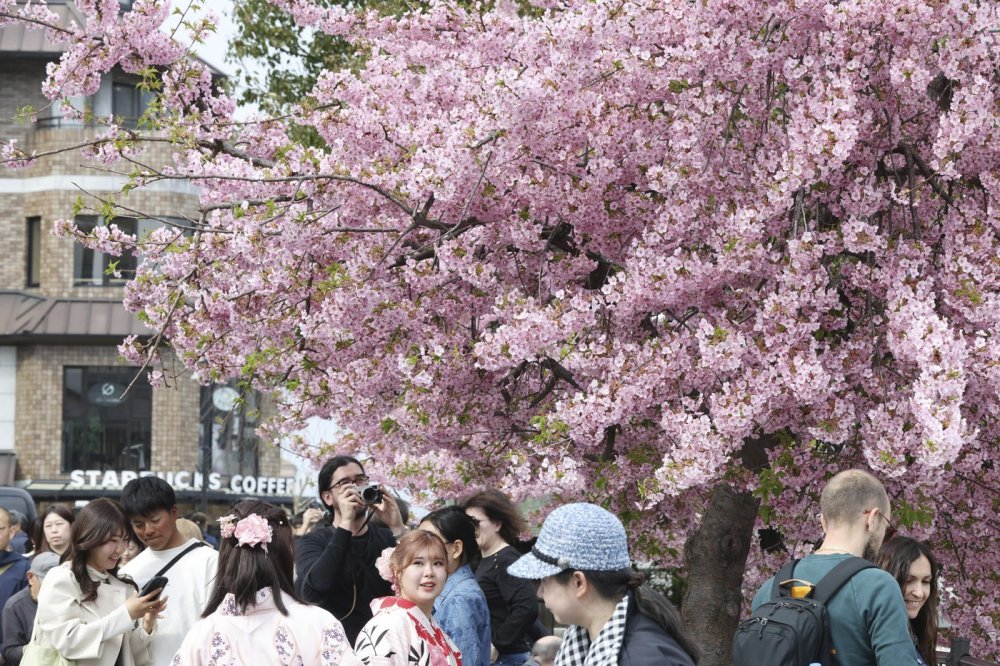 Rozkvetlé sakury v Japonsku