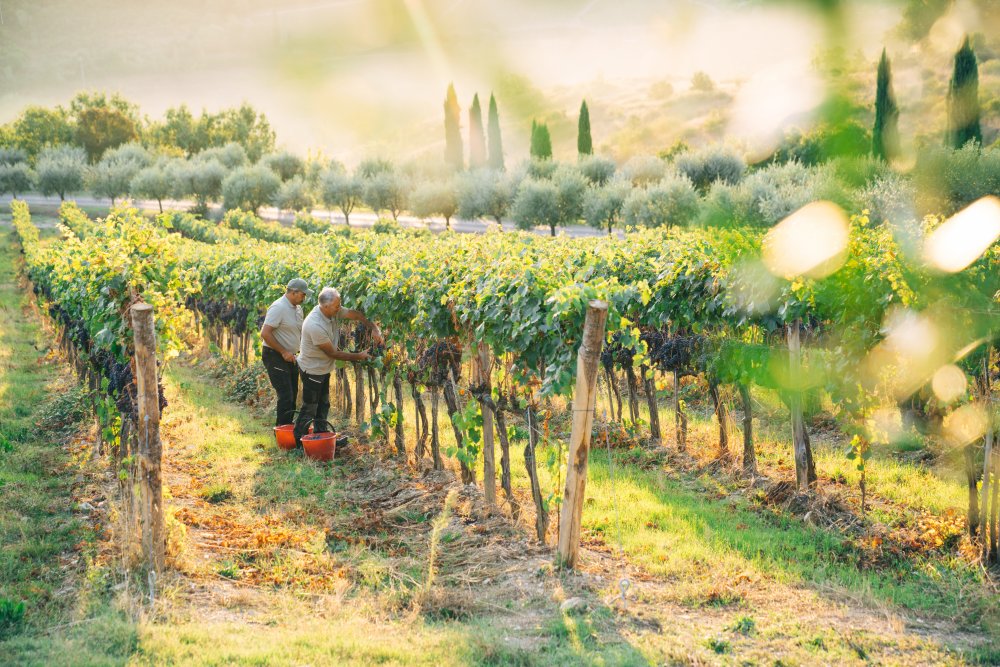 Zchátralá usedlost v kopcích Chianti Classico se během dvou dekád proměnila v luxusní vinařský resort. Vallepicciola dnes propojuje moderní vinařství ukryté ve svahu, pětihvězdičkové ubytování, michelinskou gastronomii i zážitky mezi vinicemi. Podívejte se, jak vypadá toskánský model, kde se víno neprodává jen v lahvi, ale jako celý životní styl.