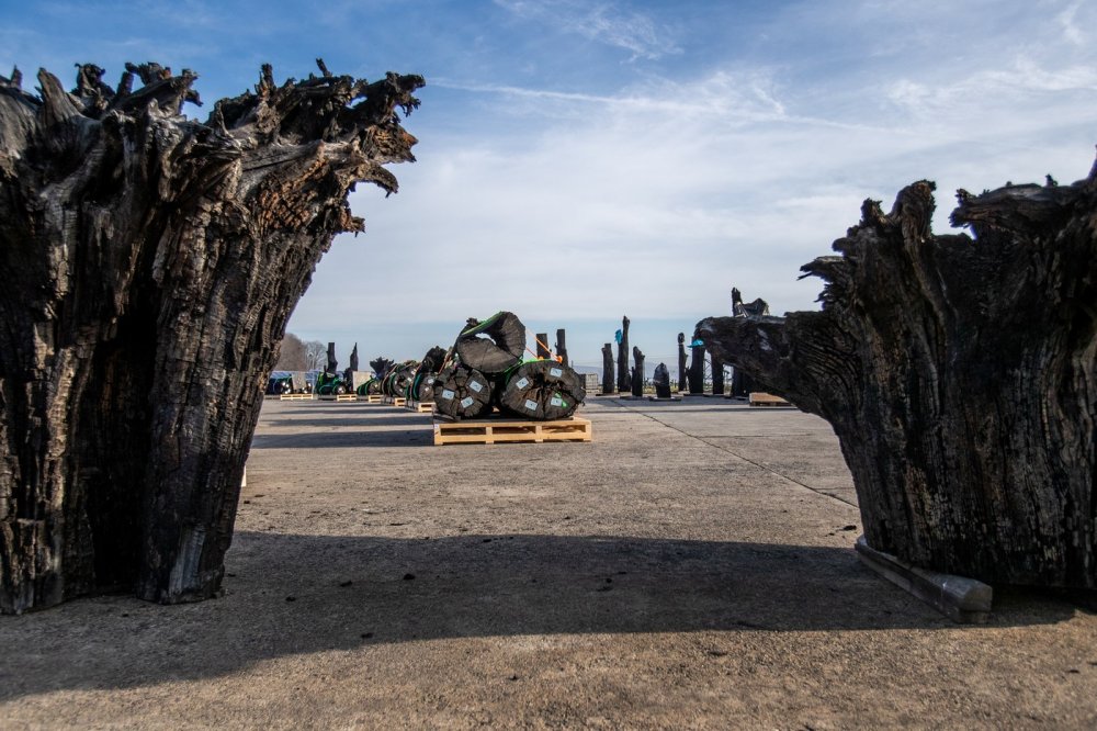 Les civilizací tvoří 133 monumentálních kmenů subfosilních dubů starých přibližně 6500 let