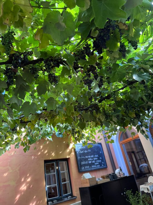 Mikulov už dávno neláká jen na víno a památky. Na několika ulicích se tu soustředí oceněné restaurace, vinařské podniky, bistra i kavárny. Restaurace Ryzlink ve Vinařství Fučík staví na moderně pojaté české kuchyni a párování s místními víny, vlastní podnik tu má i Marcel Ihnačák. Gastronomický výlet navíc doplňuje zámek, Svatý kopeček a působivá židovská čtvrť.