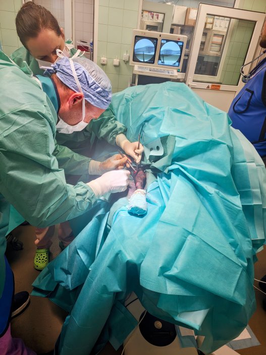 Operace na ovcích probíhají stejně jako lidské 