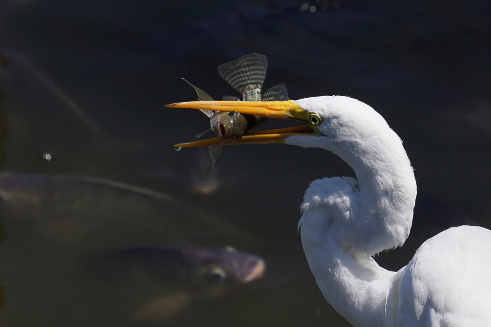 Volavka s ulovenou rybou v zobáku v umělém jezeře parku Chapultepec v Mexico City, sobota 4. března 2023.