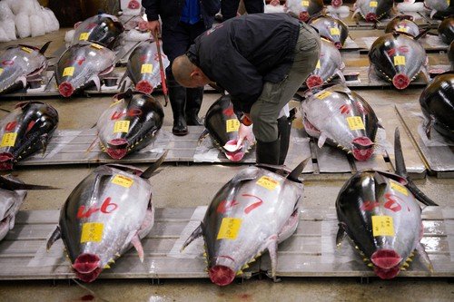 Aukce tuňáků v Japonsku.