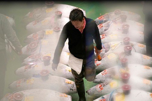 Některé obří tuňáky (až 500 kilogramů) na mezinárodních rybích tržnicích vydraží za desítky tisíc dolarů, aby je pak kuchaři rozporcovali třeba na malé kousky pro přípravu sushi či sashimi.