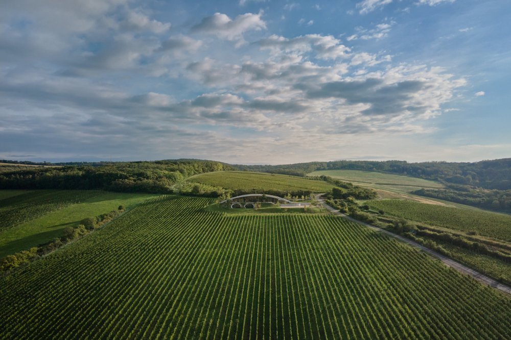 První vinice na asi sedmi hektarech tam tehdy nechali vysadit podnikatel Zdeněk Hort a vinař Jaromír Gala.