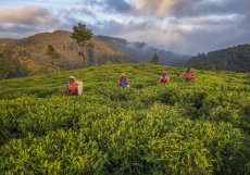 Srí Lanka nabízí českým turistům skvělé zážitky