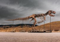 vzácná konstra T-Rexe, kterou bude dražit aukční síň Sotheby`s